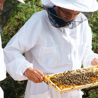 ¿Es la miel de Manuka cruda? Una guía completa - Apicultor