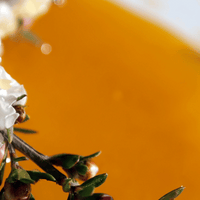 ¿Qué es la miel de Manuka?