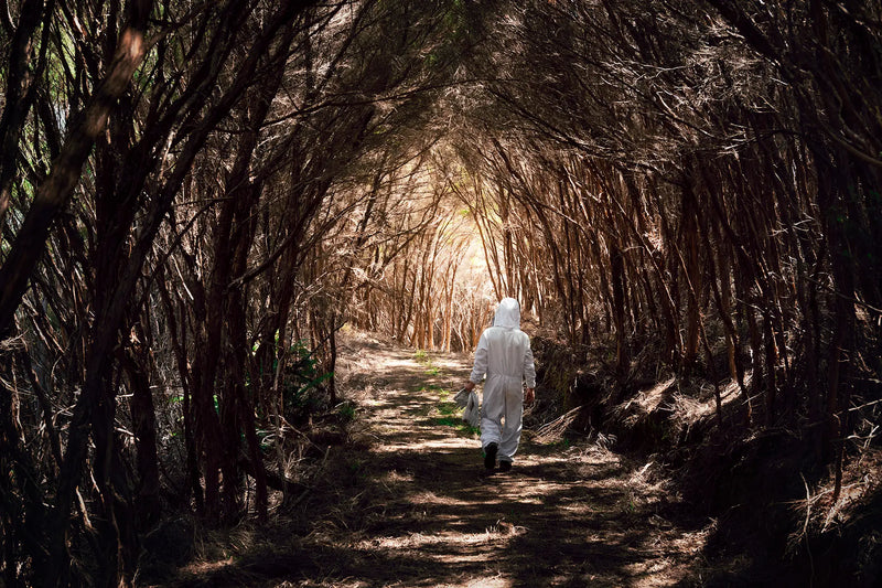 Colmenas de Manuka Health en el campo de Te Awamutu